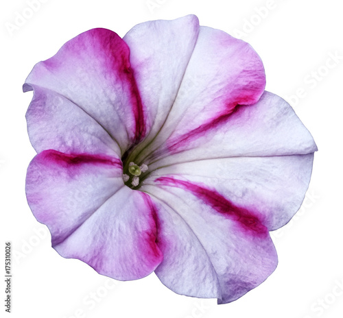 White-pink Petunia flower on white isolated background with clipping path no shadows. Closeup. Nature.