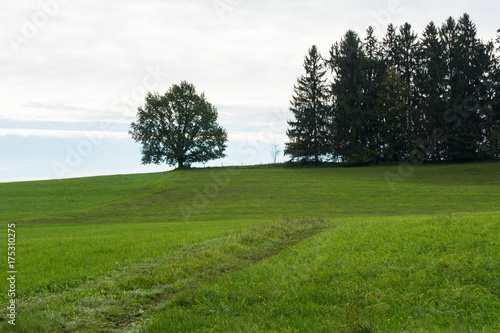 Fototapeta Naklejka Na Ścianę i Meble -  Fichten und Obstbaum auf Hügel
