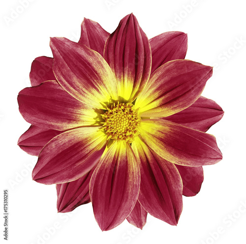 Dark red-yellow  flower daisy on a white isolated background with clipping path. Closeup. Nature.