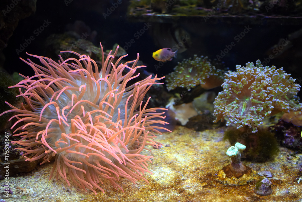 Obraz premium Seeanemone mit Fischen und Korallen wallpaper background