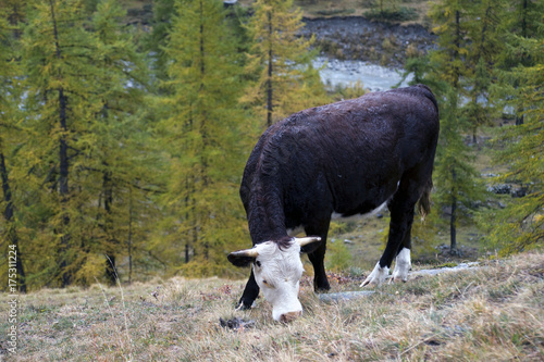 La mucca sui pascoli alpini . photo