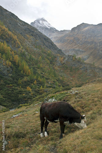 La mucca pascola libera sui pascoli alpini in valle d'Aosta © balenabianca