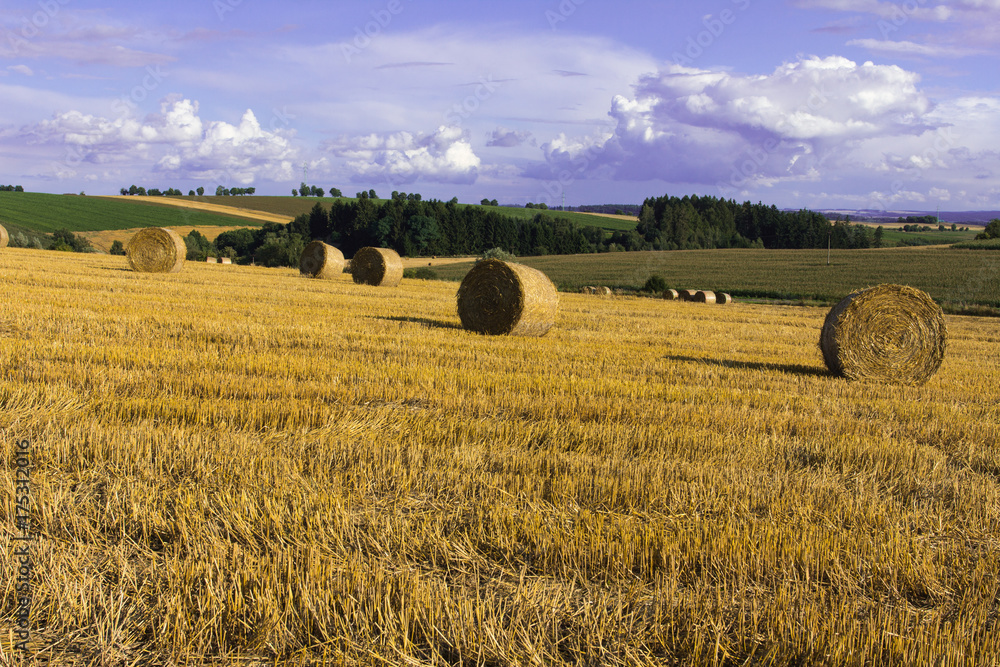 Fototapeta premium Field in Czech Repubic. Straw sheaf. Summer.