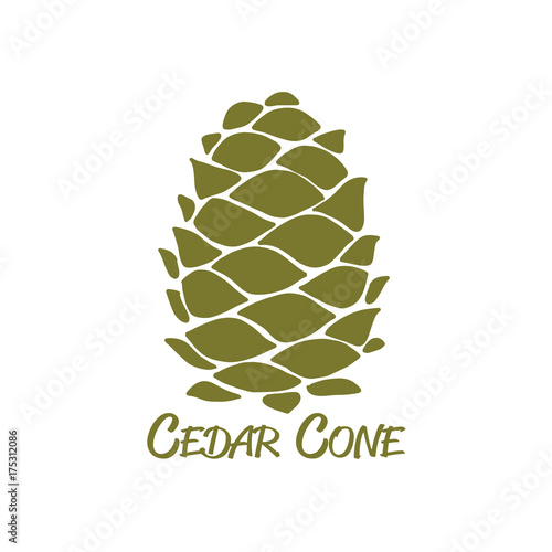 Cedar cone, sketch for your design