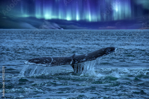 whale tail going down on northern lights background