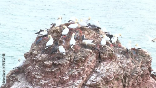 Basstölpel auf Helgoland