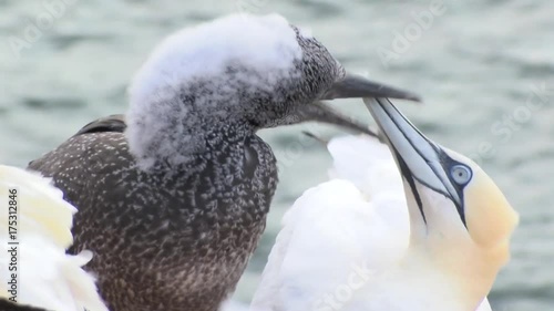 Basstölpel auf Helgoland
