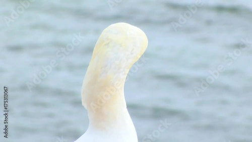 Basstölpel auf Helgoland