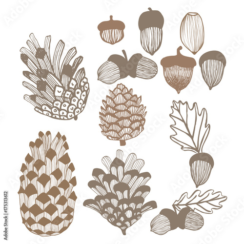 Cones and Acorns Set. Hand Drawn Autumn and Winter Design Elements. Vector Illustration