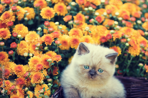 Cute little kitten sitting in a basket near orange daisy flowers