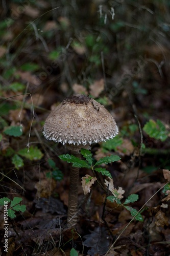 edible mushroom in the forest - macrolepiota procera