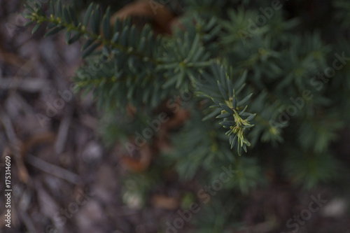 Blurred foliage of english yew taxus baccata