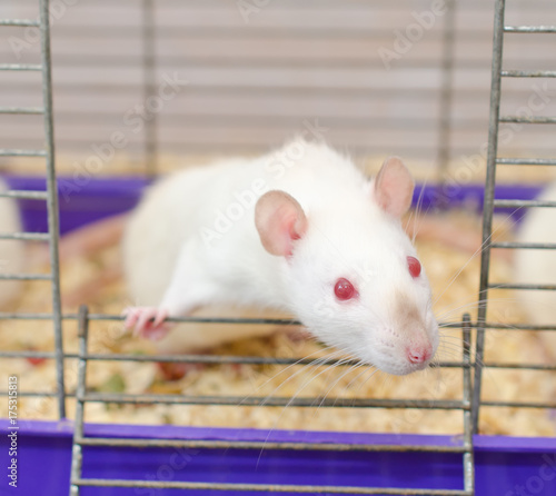 Curious white laboratory rat looking out of a cage (selective focus on the rat eyes and nose)