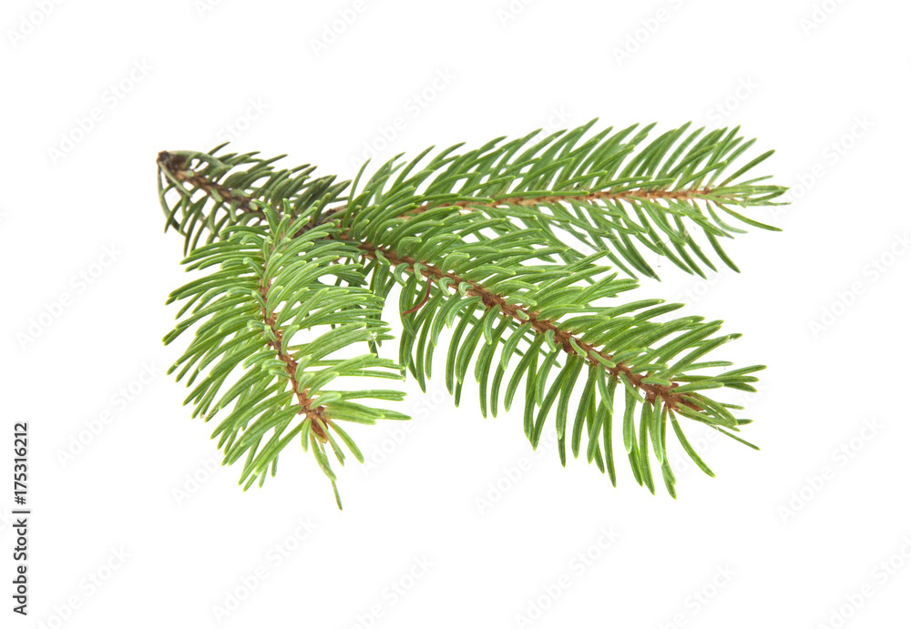 Branch of Christmas tree isolated on white background Branch of Christmas tree isolated on white background