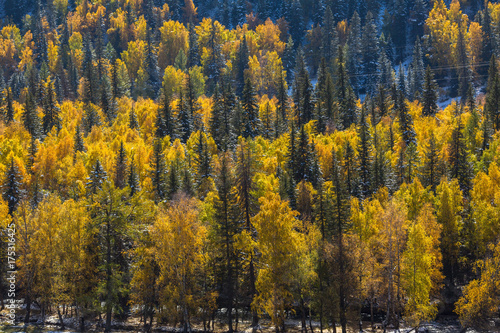 Bright yellow autumn forest in Altai Mountains  Southern Siberia  Russia.