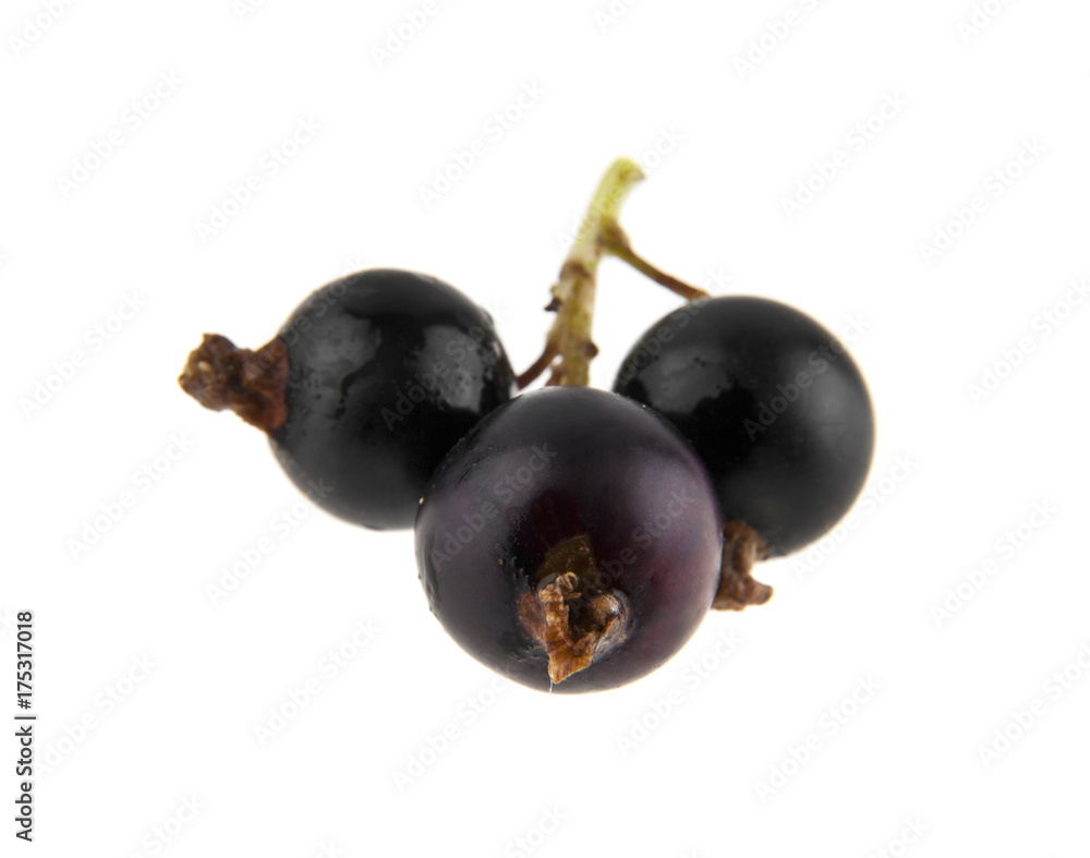 Black currant isolated on white background Black currant isolated on white background