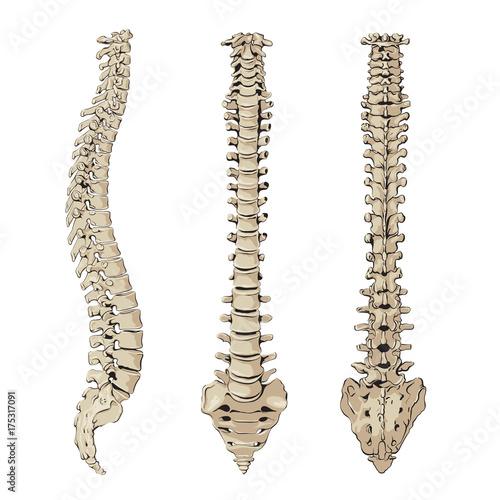 Figure of the spine