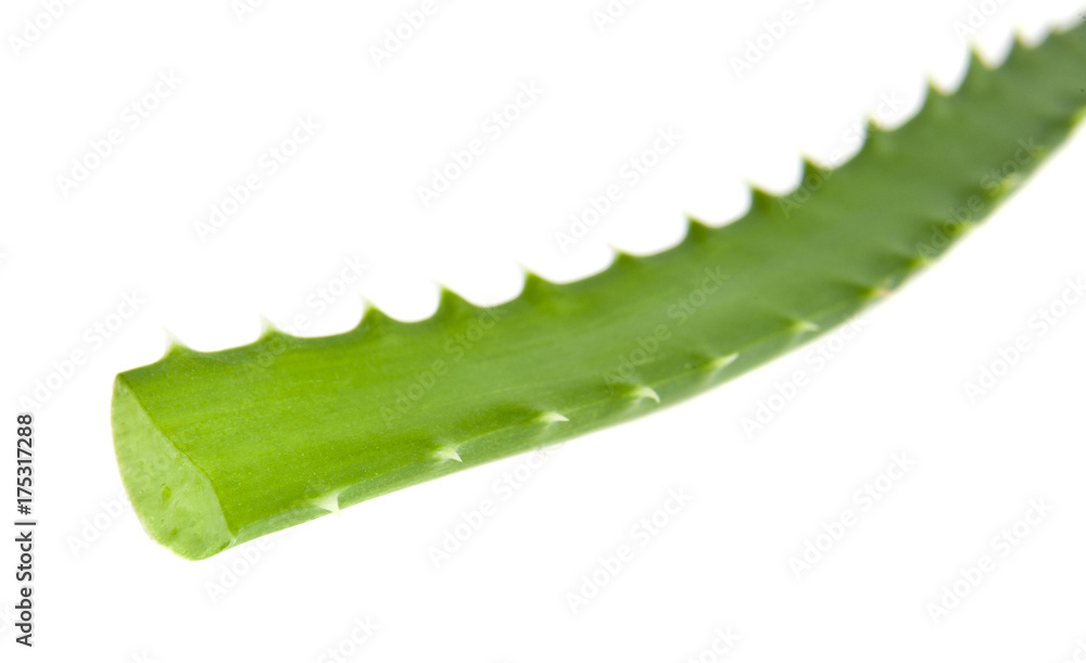 Aloe isolated on white background Aloe isolated on white background