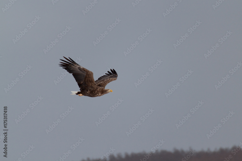 Obraz premium オジロワシ