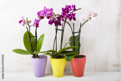 Fototapeta Naklejka Na Ścianę i Meble -  Three orchids in pots on a wooden table
