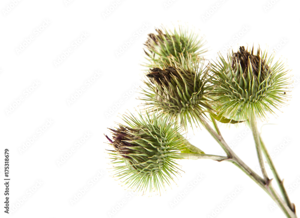 Milk thistle isolated on white background Milk thistle isolated on white background