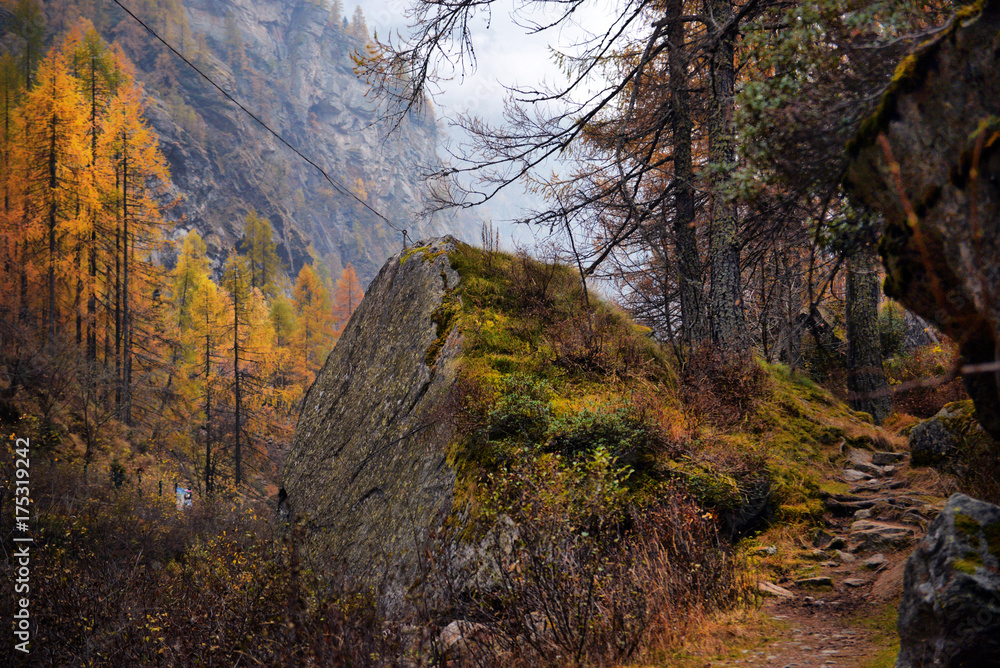 yellow larch in autumn in the Alps mountains yellow larch in autumn in the Alps mountains