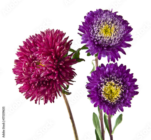 summer flowers isolated on white background close-up