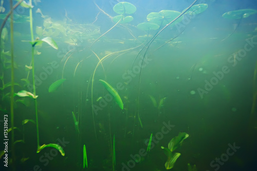 green grass underwater © kichigin19