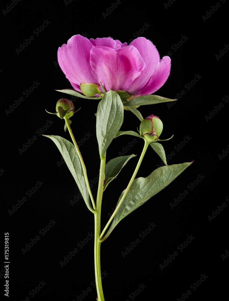 Peony flowers on a black background closeup Peony flowers on a black background closeup