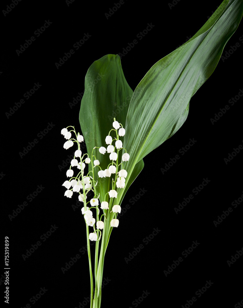 Obraz premium flowers lily of the valley on a black background close-up