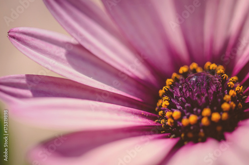 Wallpaper Mural Close up shot of water drop in the middle of a pink daisy in the garden with natural light Torontodigital.ca