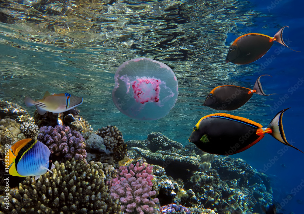 Fototapeta premium beautiful underwater world with corals and tropical fish.