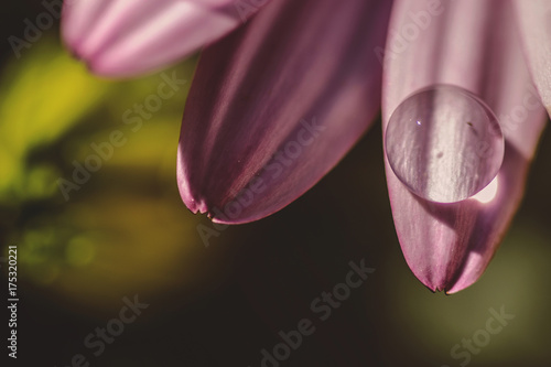 Wallpaper Mural Close up shot of water drop on pink daisy petal in the garden with natural light Torontodigital.ca