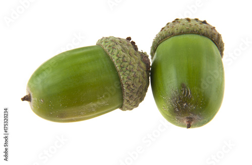 acorns isolated on white background closeup