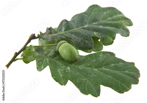 acorns isolated on white background closeup