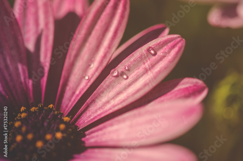 Wallpaper Mural Close up shot of water drops on pink daisy petal in the garden with natural light Torontodigital.ca