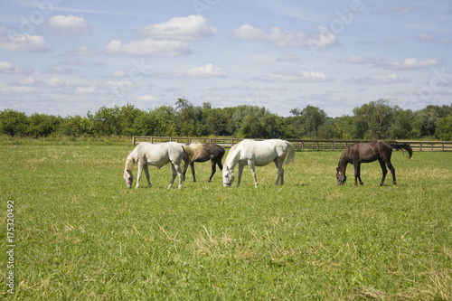 horses grazing in a field © Igorzvencom
