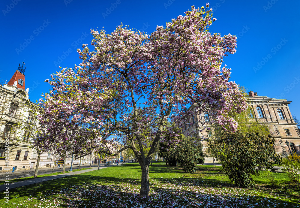 Urban magnolia