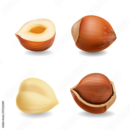 Hazelnuts set realistic vector