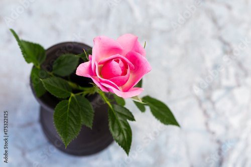 en blomma på morsdag, rosa ros i svart vas mot marmor bakgrund photo