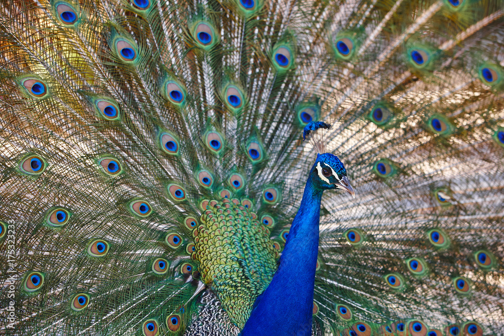 Peacock with colorful spread feathers. Animal background.