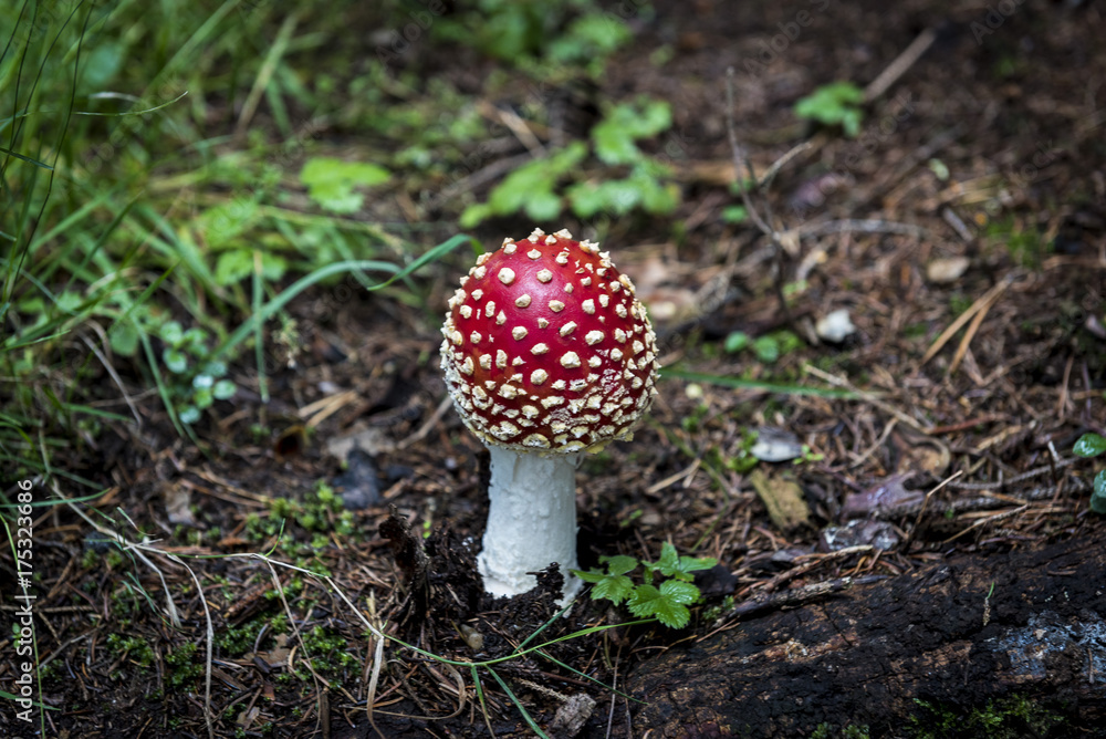 head of red toad with white dots in autumn in the woods head of red toad with white dots in autumn in the woods