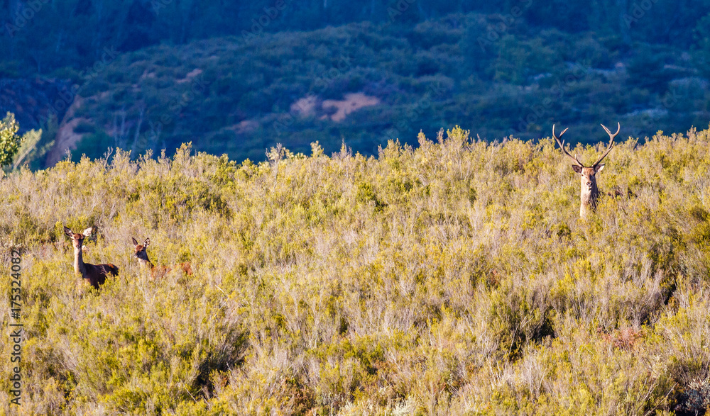 Obraz premium Ciervos durante la berrea. Cervus elaphus. Sierra de la Cabrera, León, España. 