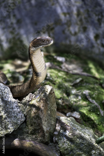 King Cobra photo