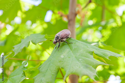 European beetle pest - common cockchafer (melolontha) also known as a May bug or Doodlebug eating maple green leaves..
