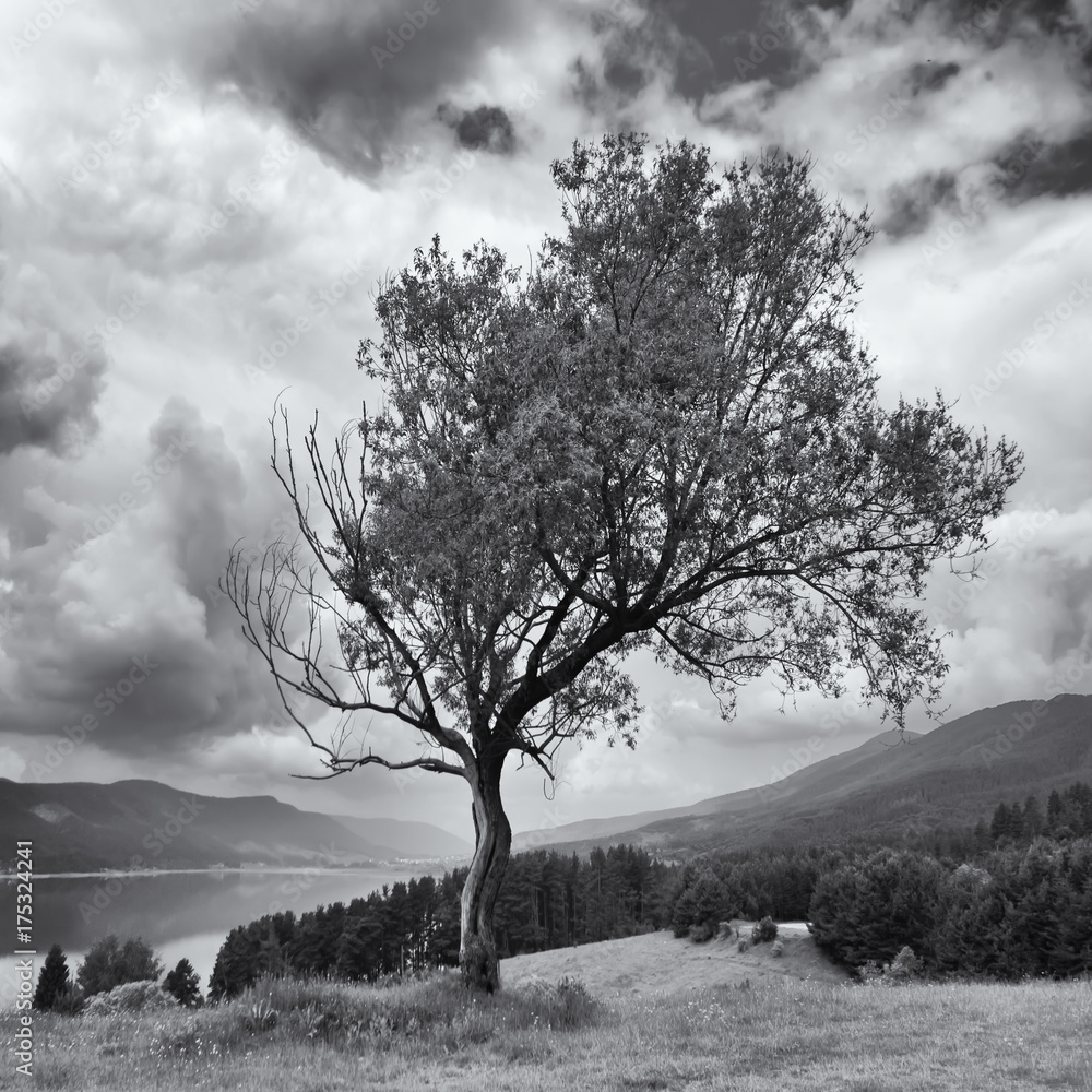 Obraz premium square black and white landscape with alone strange tree on the hill over the hign mountain lake