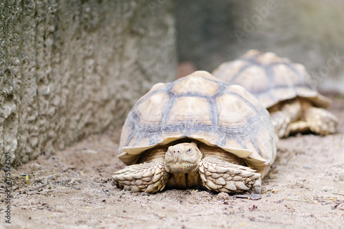 Close up of AFRICAN SPURRED TORTOISE (Geochelone sulcata) tortoises,Land turtle,Sulcata