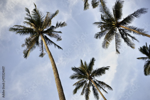 Coconut Palm Trees