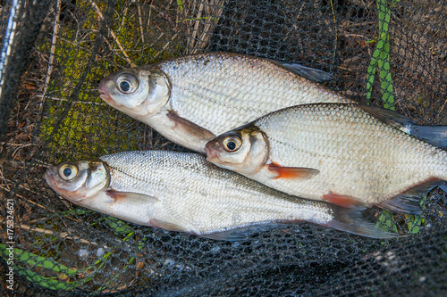 Several freshwater fish: white bream or silver fish, white-eye bream and zope or the blue bream on black fishing net..