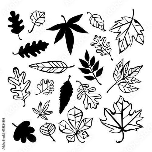 Autumn leaves. Isolated vector objects on white background.